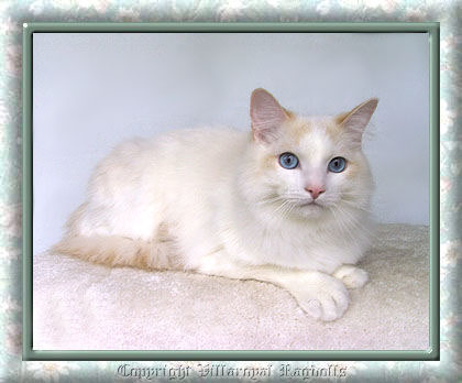 CREAMPOINT BICOLOR RAGDOLL CAT