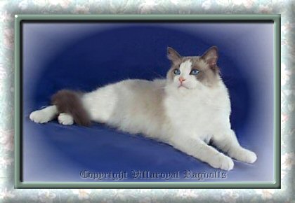 Bluepoint Bicolor Villaroyal Ragdoll Cat