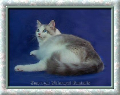 Blue Lynx Point Bicolor Villaroyal Ragdoll Cat