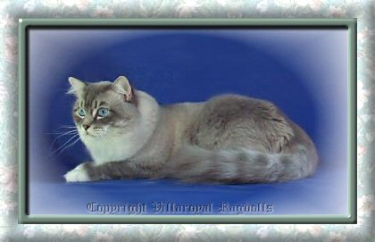 Blue Lynx Point Mitted Villaroyal Ragdoll Cat