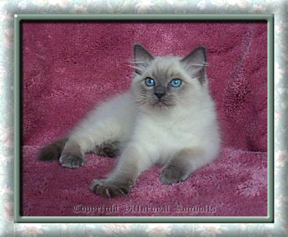 blue point ragdoll kitten for sale