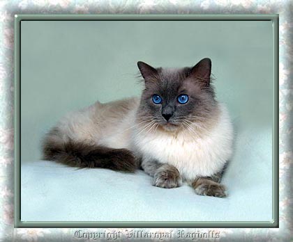 Bluepoint Villaroyal Ragdoll Cat