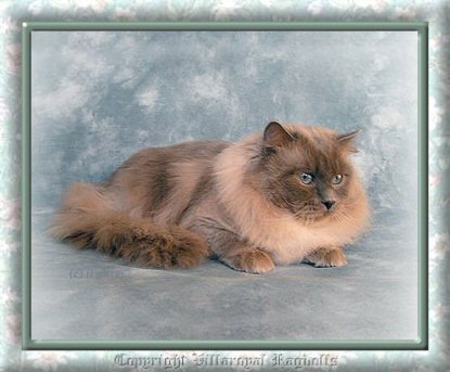 copyright eileen pickett villaroyal ragdolls