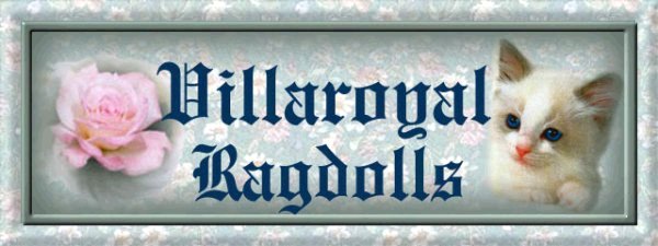 Villaroyal Ragdoll Cats  Ragdoll Kittens