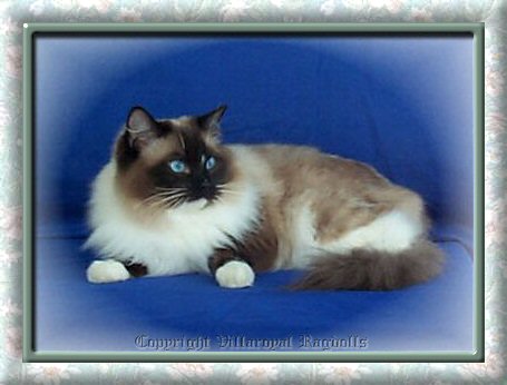 SEAL MITTED RAGDOLL CAT