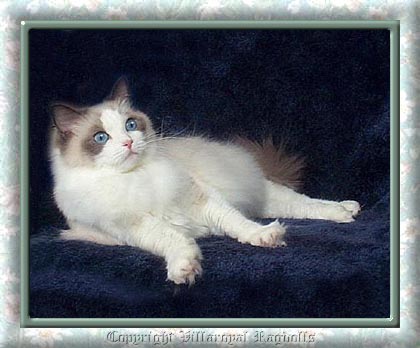 BLUEPOINT BICOLOR RAGDOLL CAT