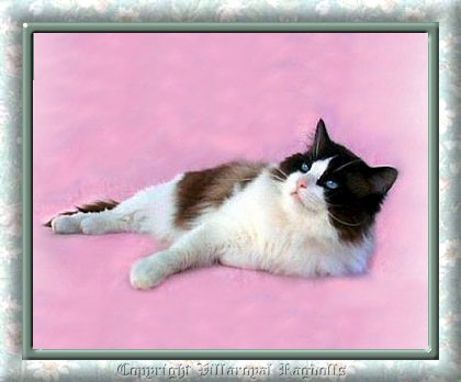 SEALPOINT BICOLOR RAGDOLL