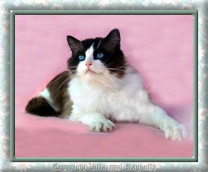 SEALPOINT BICOLOR RAGDOLL