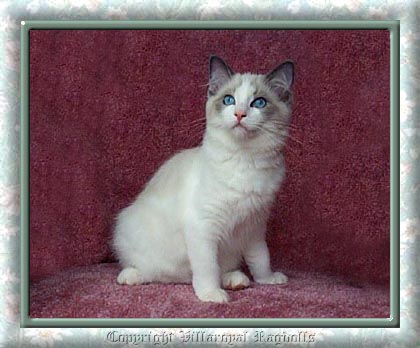 Ragdoll Kitten Villaroyal New York