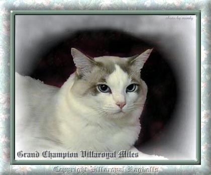 BLUE LYNX BICOLOR RAGDOLL