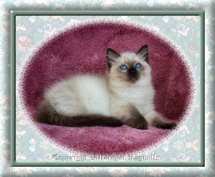 Sealpoint Villaroyal Ragdoll Kitten