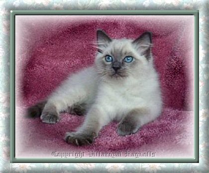 Bluepoint Villaroyal Ragdoll Kitten