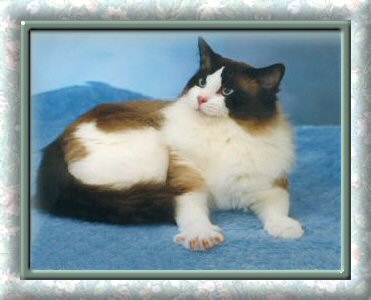 Sealpoint Bicolor Ragdoll