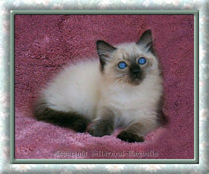 Sealpoint Ragdoll Kitten