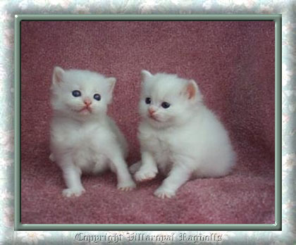 White Ragdoll Kittens