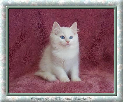 White Ragdoll Kitten