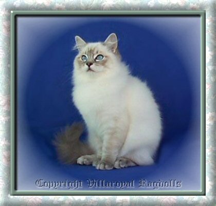 Lynx Ragdoll Kitten
