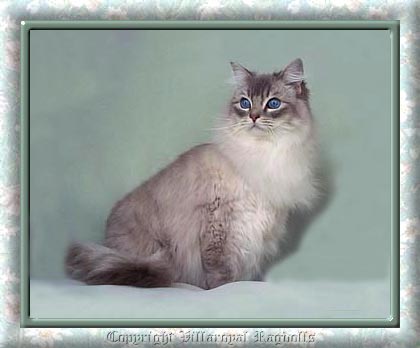 Lynx Ragdoll Cat