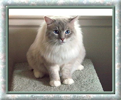LYNX RAGDOLL CAT